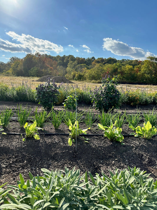 What’s Growing in the Herb Beds?